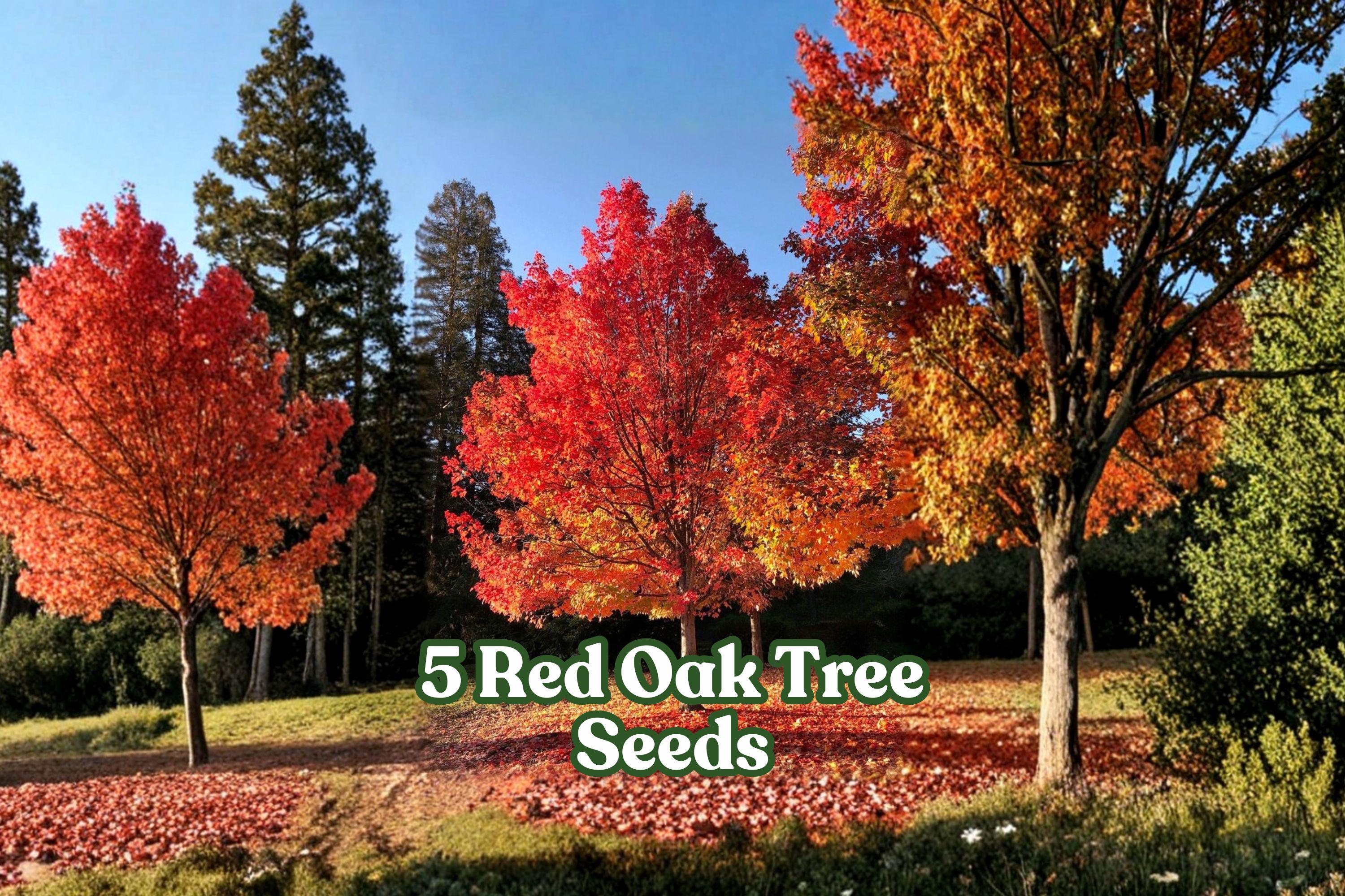 Red Oak Tree Seeds for Planting | Quercus rubra | Deciduous Hardwood, Landscape & Bonsai Seeds, 5 Pack