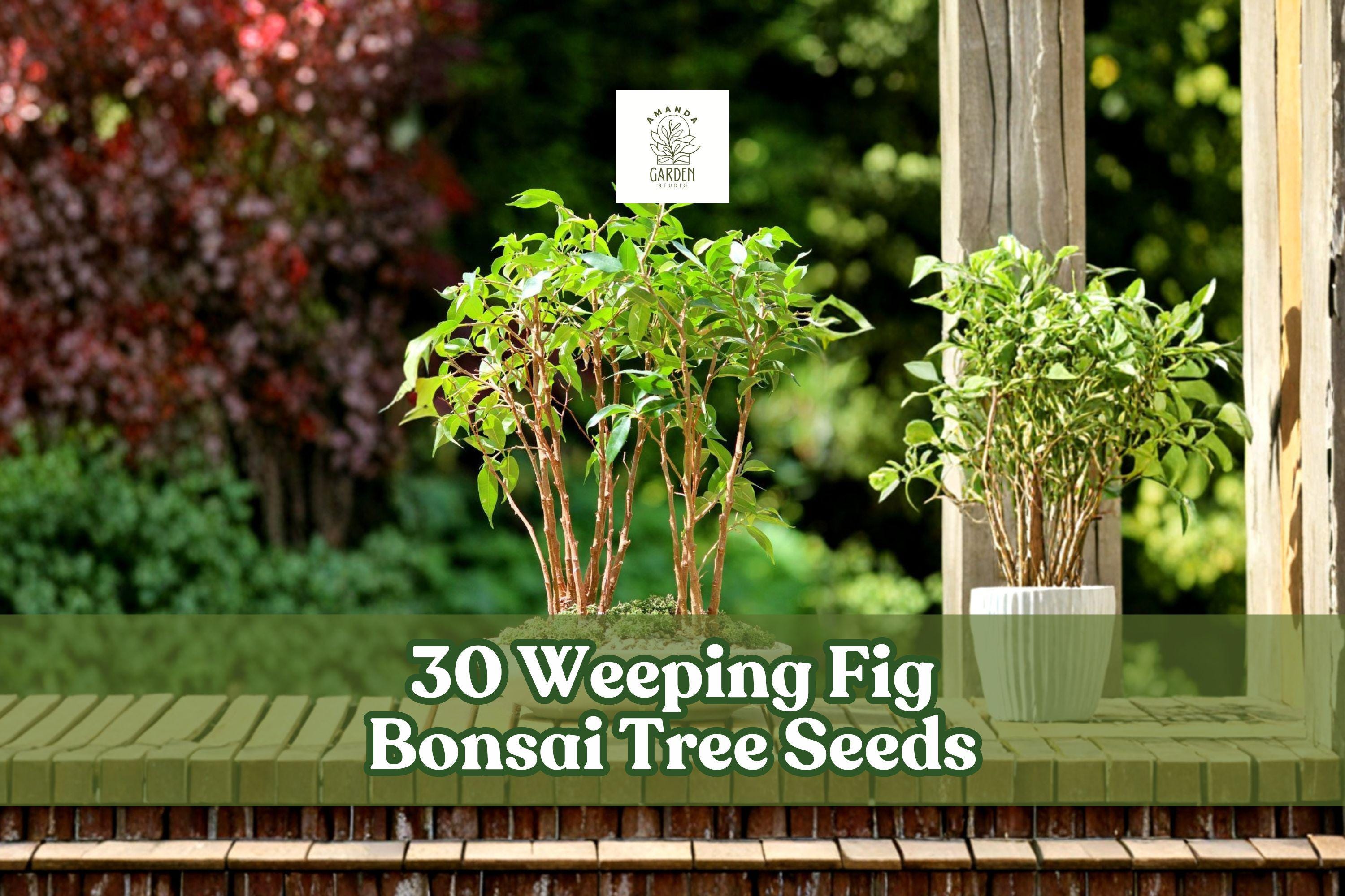 Weeping Fig Bonsai Tree Seeds – Ficus benjamina, 30 Pack for Indoor & Outdoor Growth, Ornamental Planting