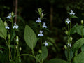Lobelia inflata Indian Tobacco Seeds | Native Biennial Wildflower for Meadow & Woodland Gardens | Supports Pollinators