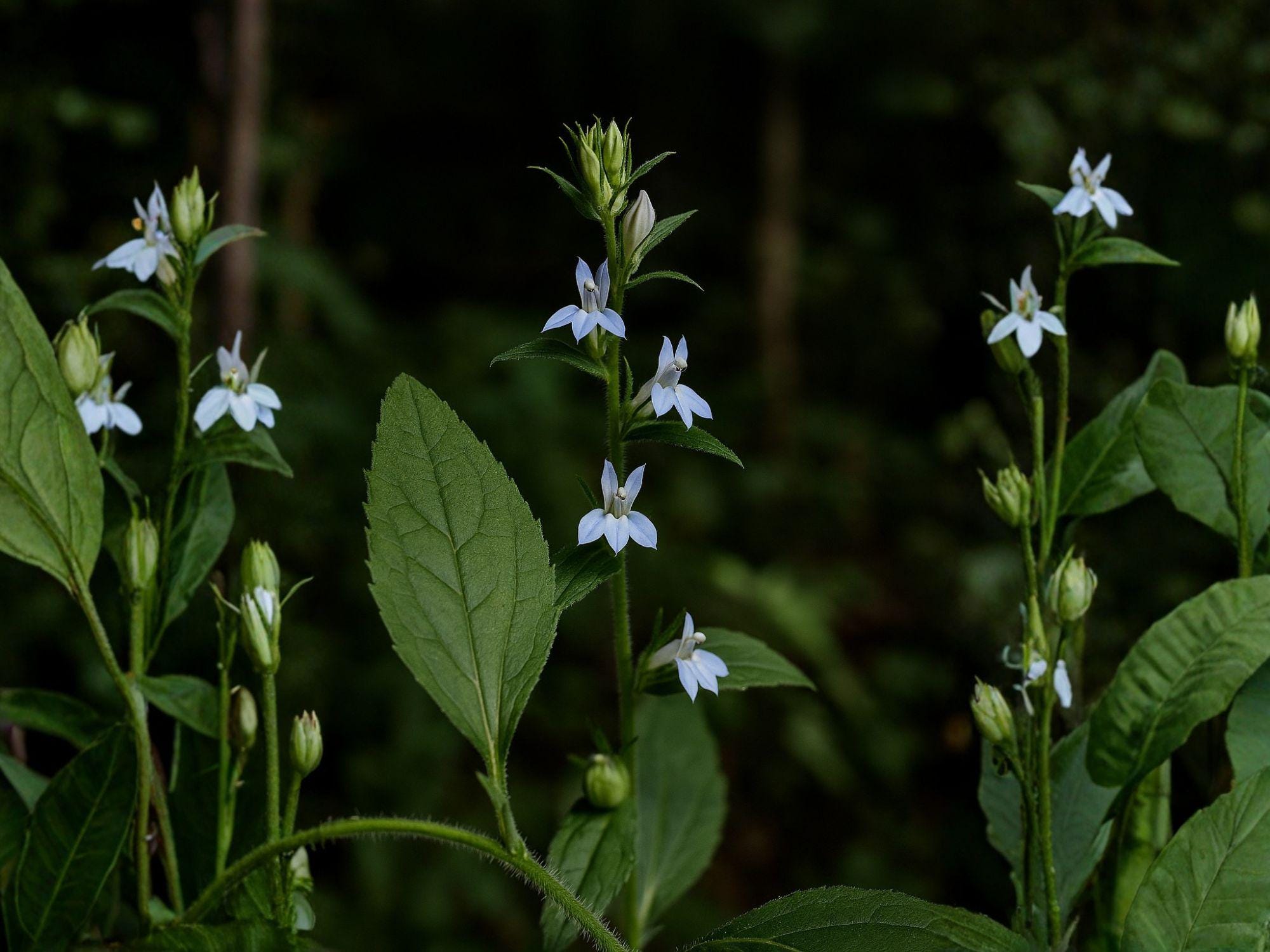 Lobelia inflata Indian Tobacco Seeds | Native Biennial Wildflower for Meadow & Woodland Gardens | Supports Pollinators