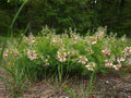Tephrosia virginiana Goat’s Rue Seeds – Native Perennial Wildflower for Prairie, Drought Tolerance, Pollinator Plant, 10 Seeds