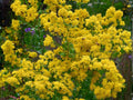 Stiff Goldenrod Seeds – 100 Native Prairie Wildflower for Pollinators – Oligoneuron rigidum, Drought Tolerant Perennial
