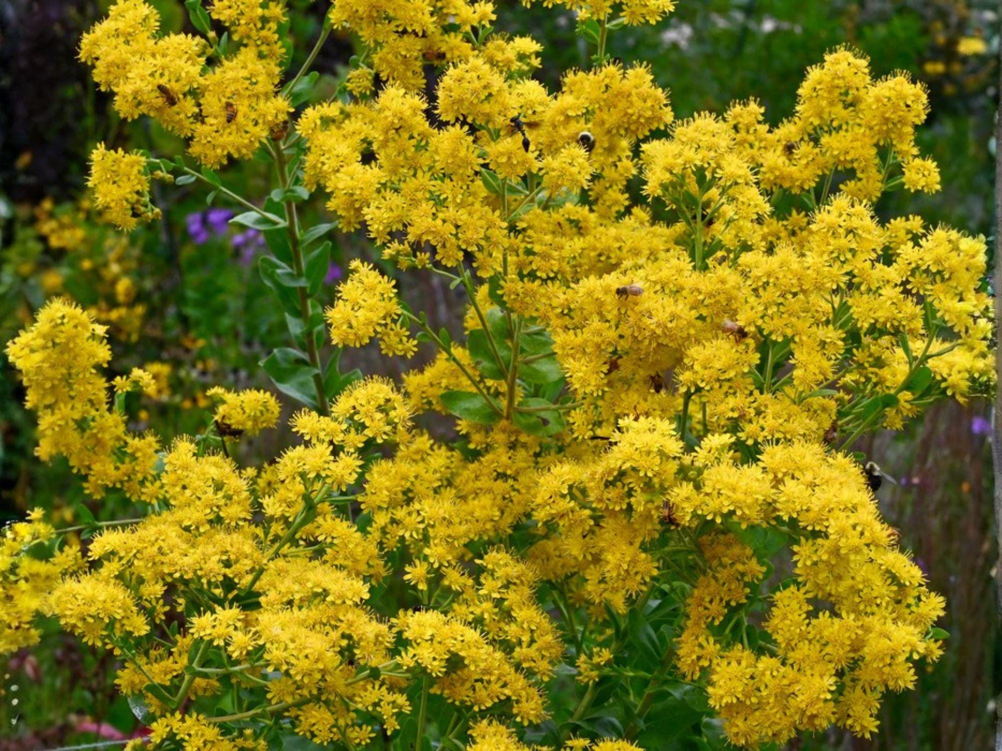 Stiff Goldenrod Seeds – 100 Native Prairie Wildflower for Pollinators – Oligoneuron rigidum, Drought Tolerant Perennial
