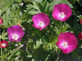 Purple Poppy Mallow Seeds – Callirhoe involucrata – Native Wildflower for Groundcover & Pollinators – 10 Seeds