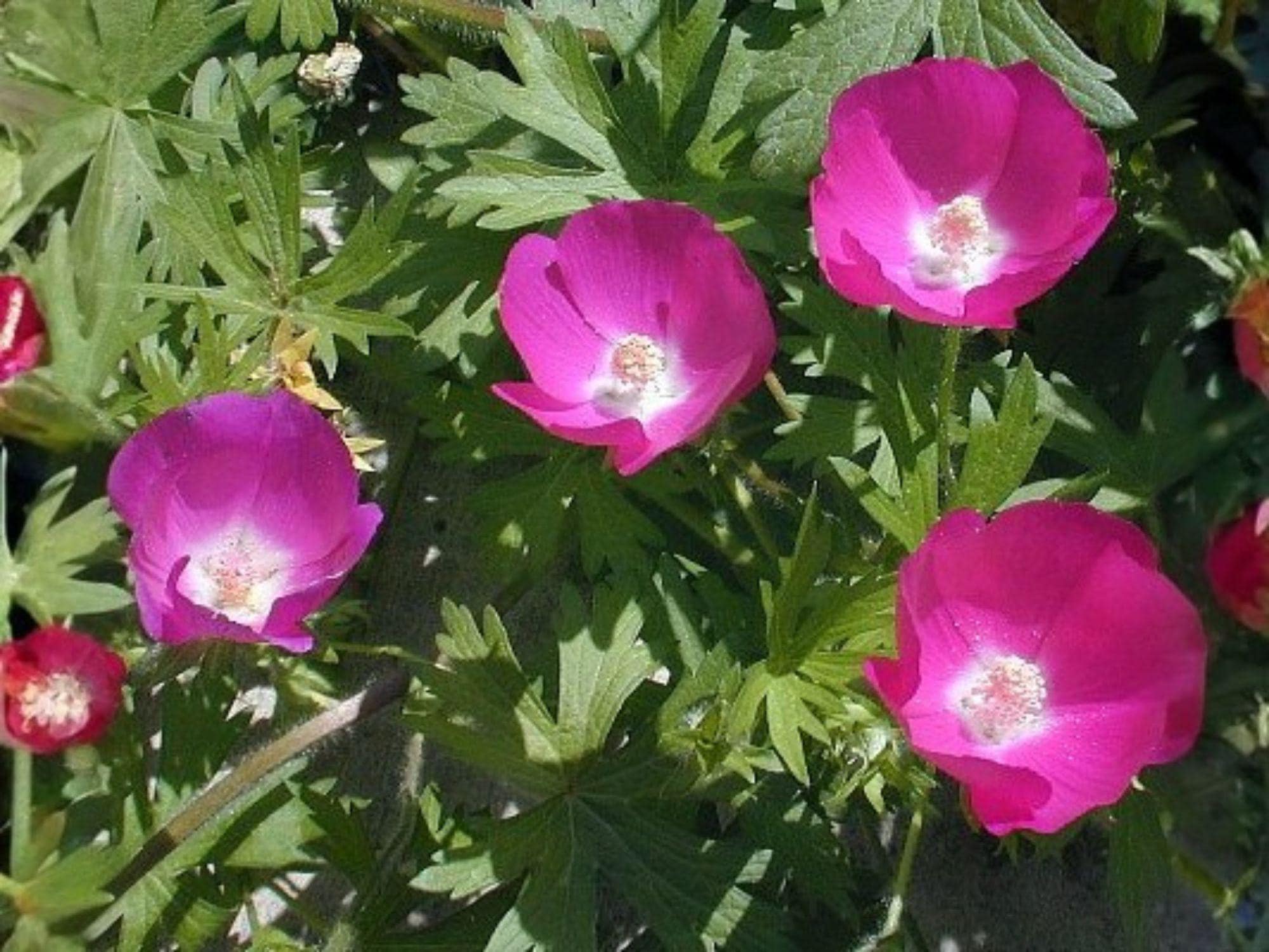Purple Poppy Mallow Seeds – Callirhoe involucrata – Native Wildflower for Groundcover & Pollinators – 10 Seeds