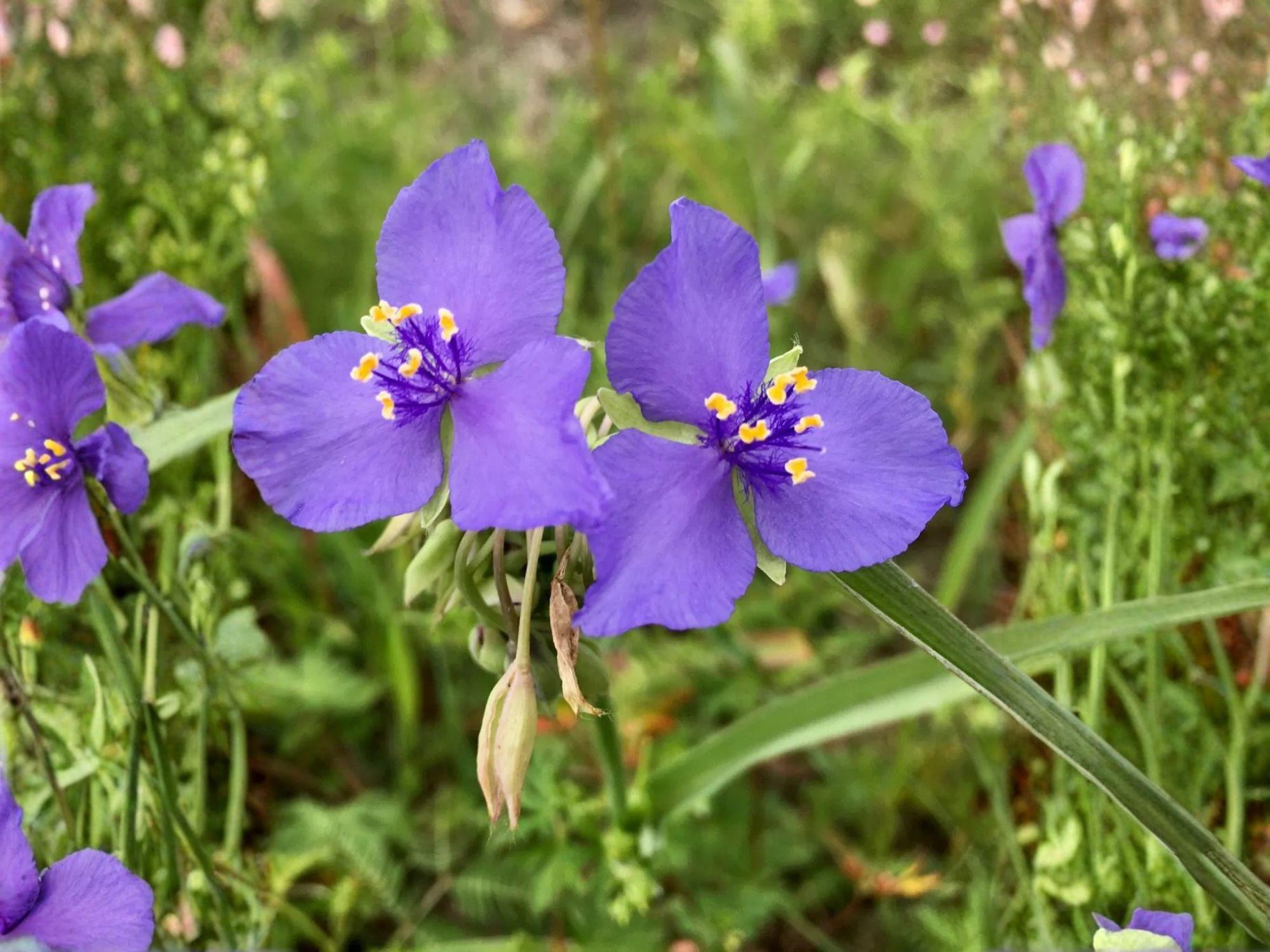 Western Spiderwort Seeds – 100 Native Wildflower Seeds for Pollinators, Blue Blooms, Perennial, Tradescantia occidentalis
