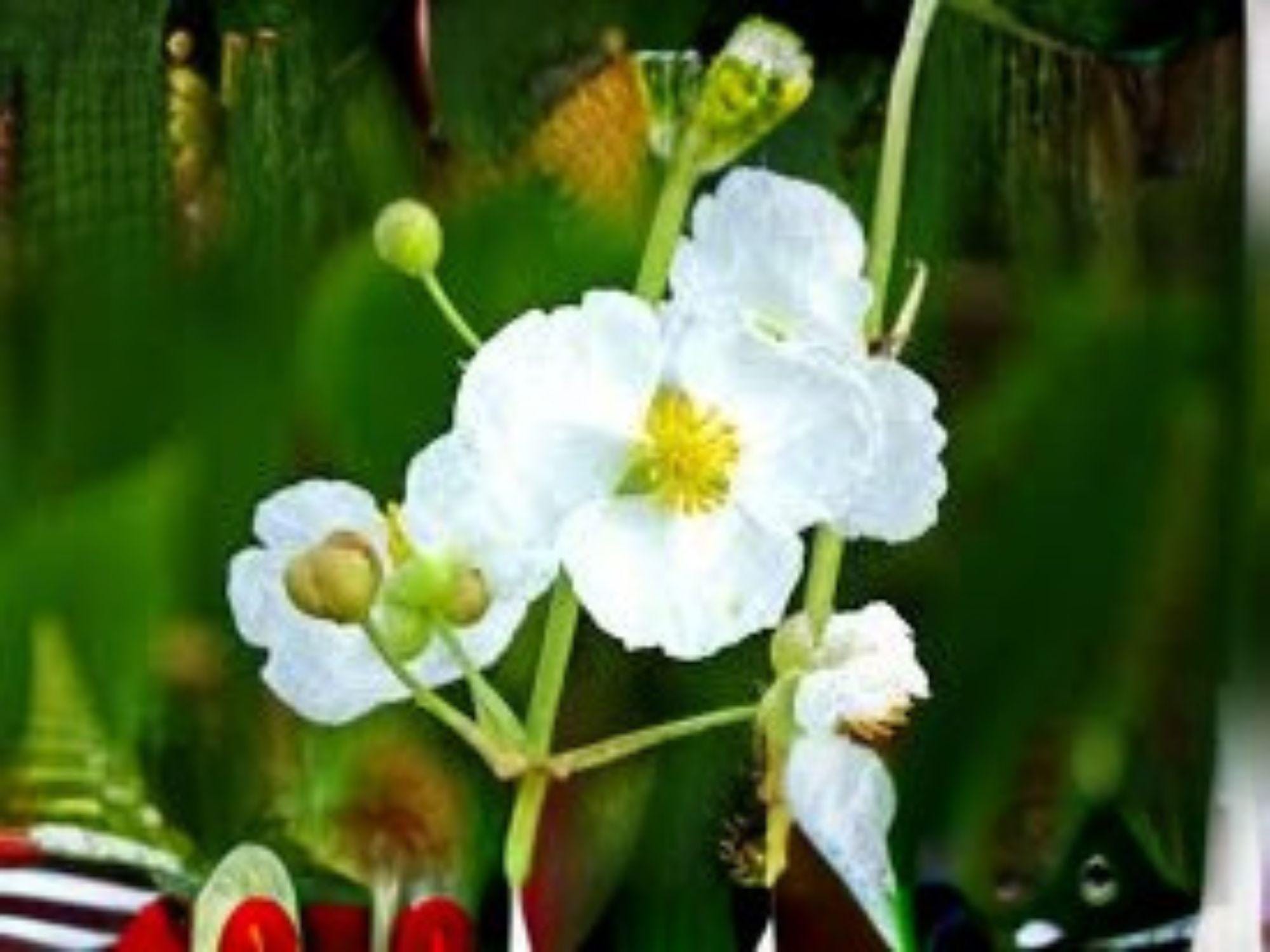 Common Arrowhead Seeds (Sagittaria latifolia) – 500 Native Aquatic Seeds for Ponds, Wetlands & Water Gardens