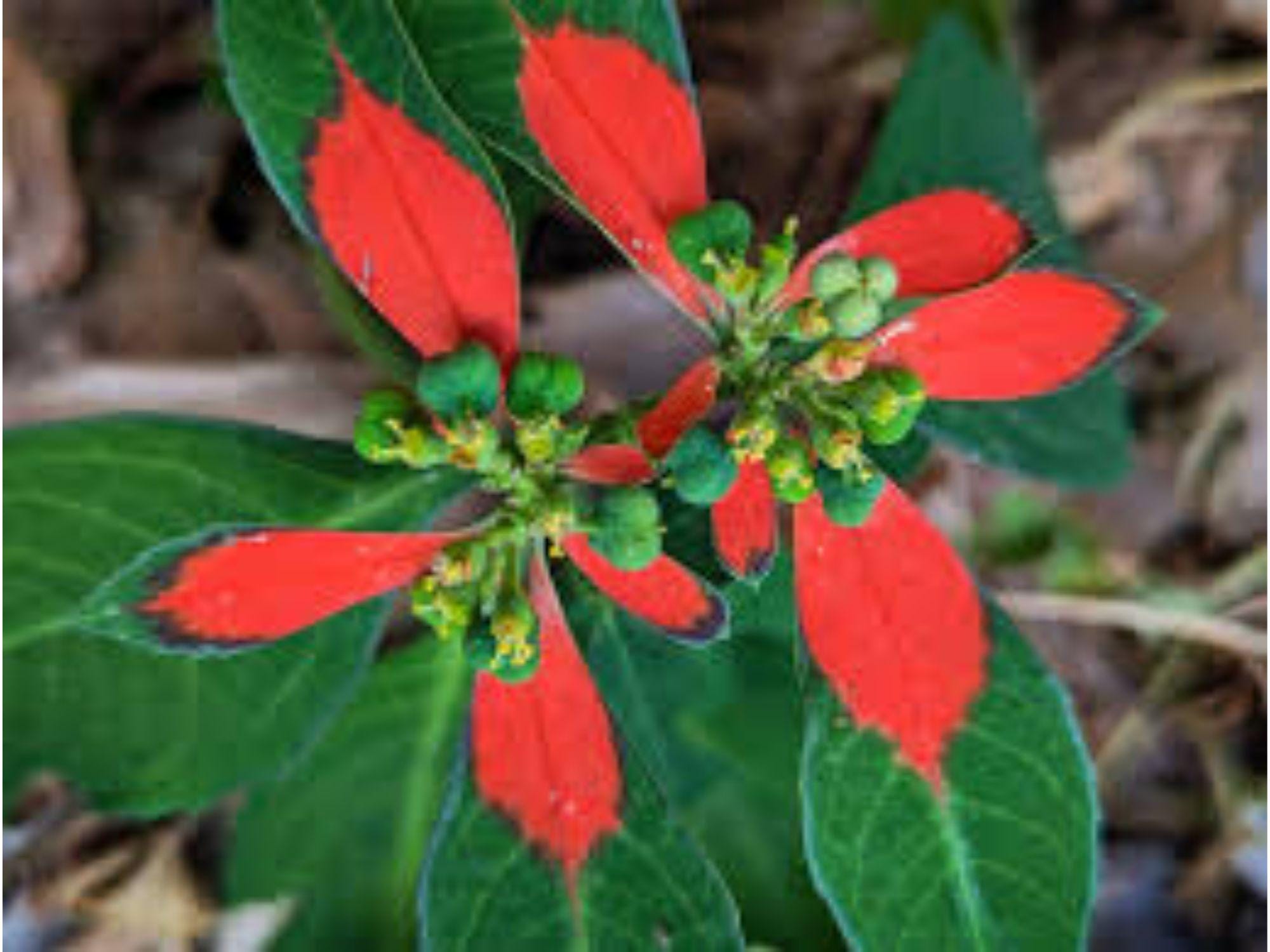 Fire-on-the-Mountain Seeds, Euphorbia cyathophora, Native Wildflower, Red-White Foliage, Drought Tolerant, Pollinator Attracting