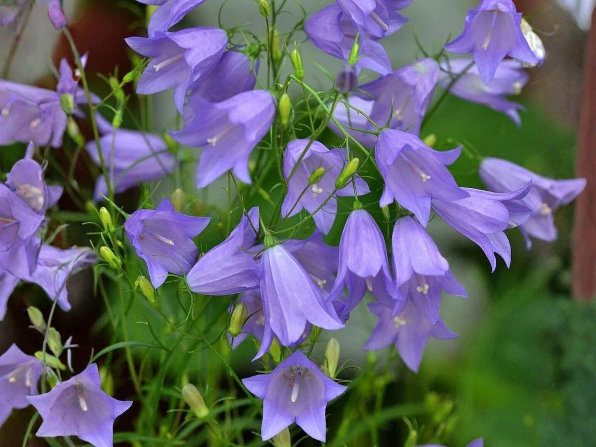 Campanula rotundifolia Harebells Seeds – Native Perennial Wildflower for Rock Gardens & Meadows, Blue/Violet Flowers