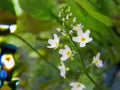 Alisma Triviale Large-Flowered Water Plantain Seeds | Native Aquatic Pond & Wetland Plant | 300 Seeds