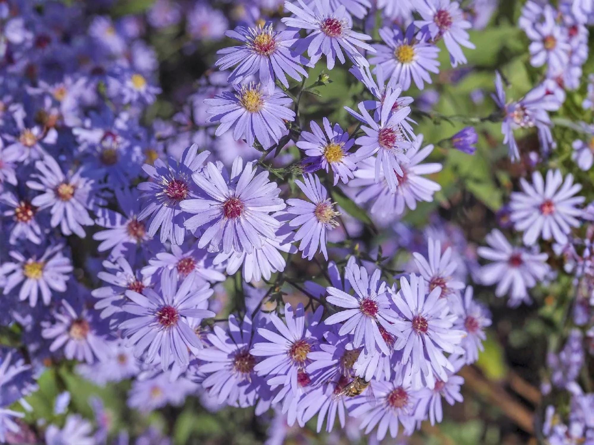 Symphyotrichum cordifolium Seeds (100) – Heart-Leaved Aster Native Wildflower for Pollinator Gardens Perennial Flower Seeds