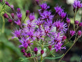 Vernonia angustifolia Seeds – Tall Ironweed Perennial Wildflower for Pollinator Gardens, Deep Purple Flowers, Native North American Plant