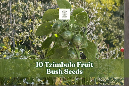 10 Tzimbalo Fruit Bush Seeds | Solanum caripense | Rare Ornamental Shrub for Garden & Container Growing