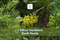 Silver Necklace Bush Seeds – Tropical Ornamental Shrub with Silvery Foliage & Yellow Flowers | Sophora tomentosa