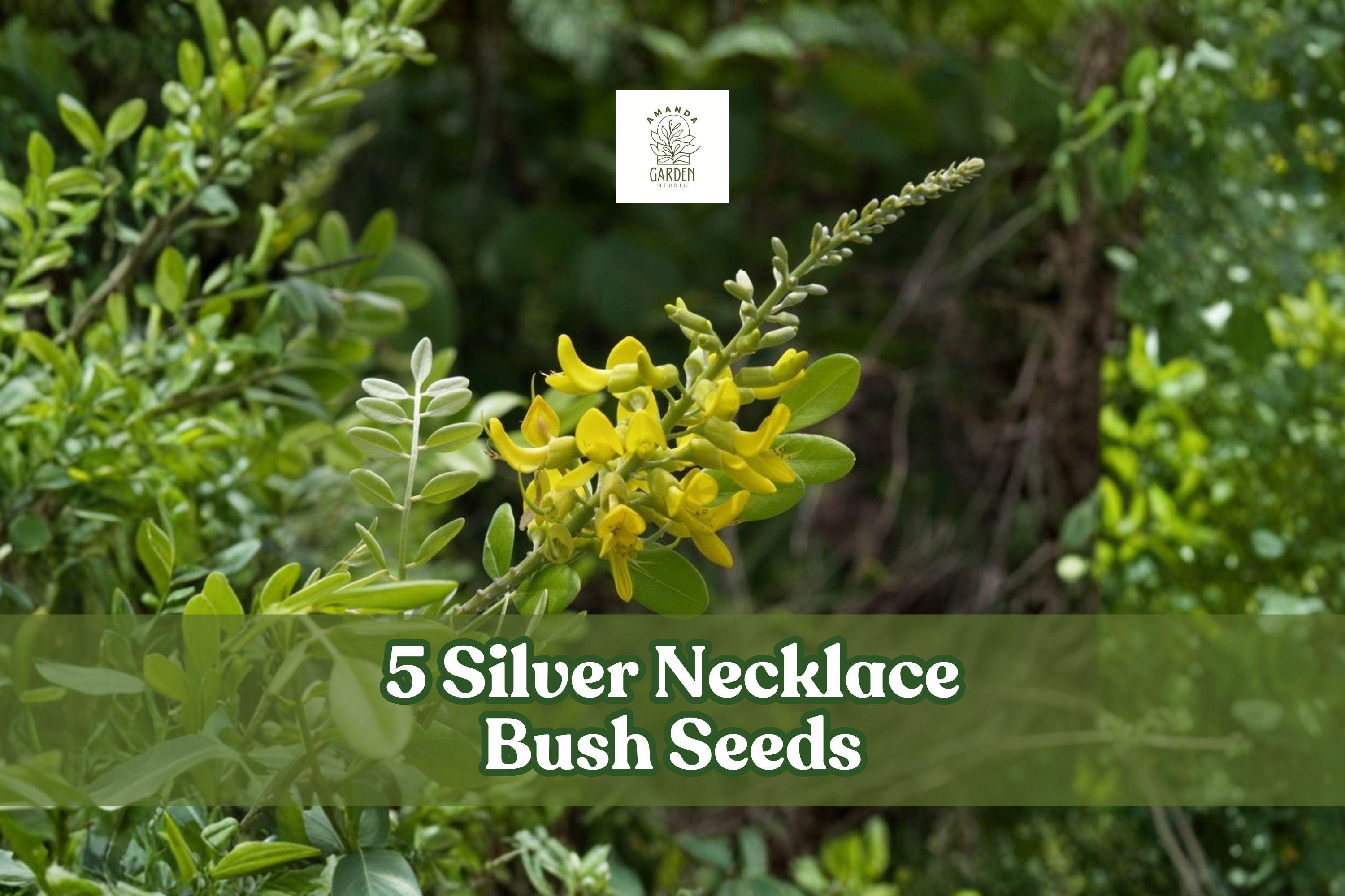 Silver Necklace Bush Seeds – Tropical Ornamental Shrub with Silvery Foliage & Yellow Flowers | Sophora tomentosa