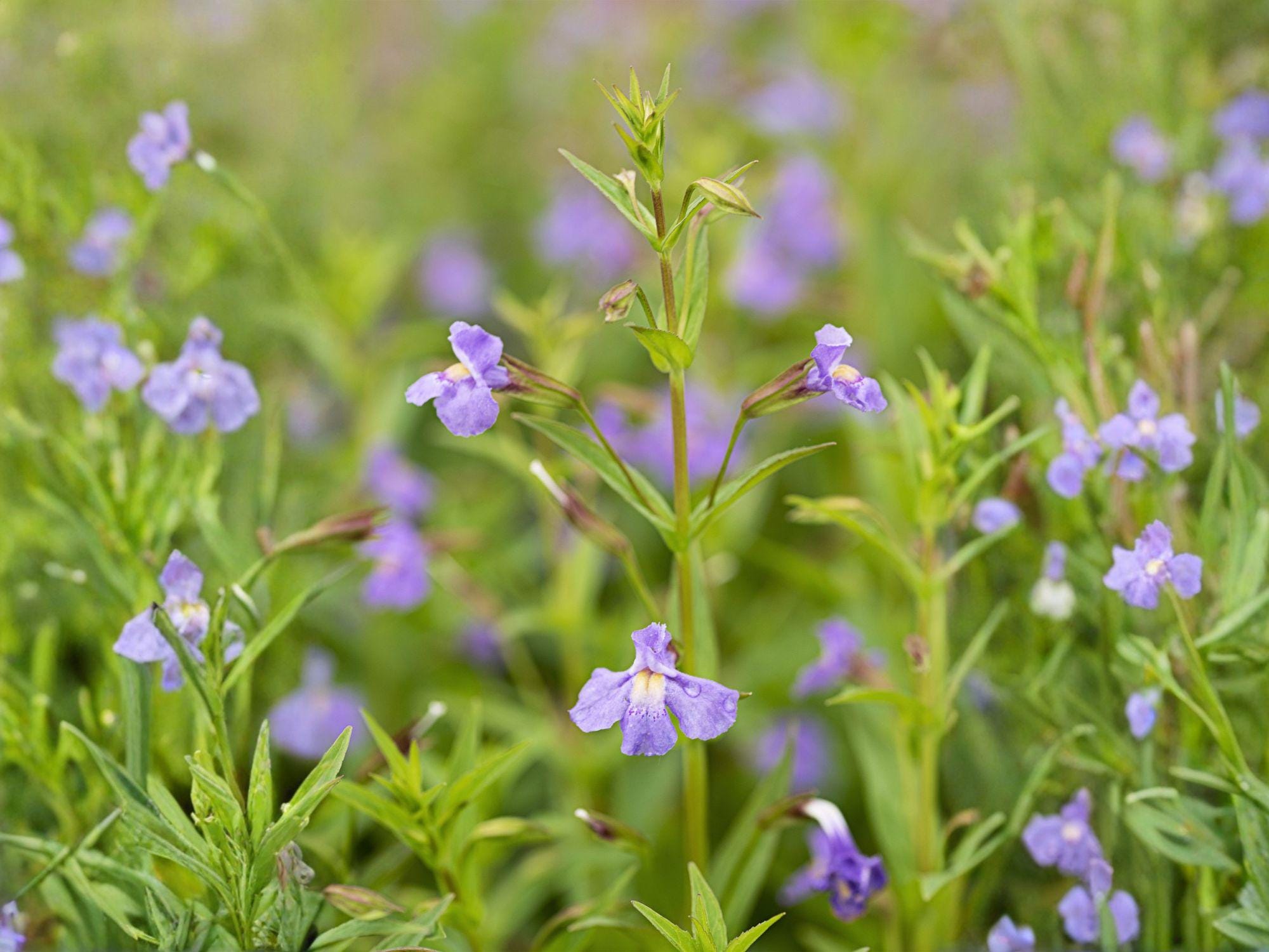 Mimulus ringens Seeds 5000 – Native Wetland Monkey Flower, Lavender-Blue Perennial Wildflower for Rain Gardens & Restoration