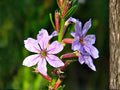 Lythrum alatum Seeds – Winged Loosestrife Native Wildflower for Wetlands & Pollinators, 3000 Seeds