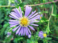 Swamp Aster Seeds, Native Wildflower, Pollinator Plant for Wet Areas, Rain Gardens, Symphyotrichum puniceum, 350 Seeds