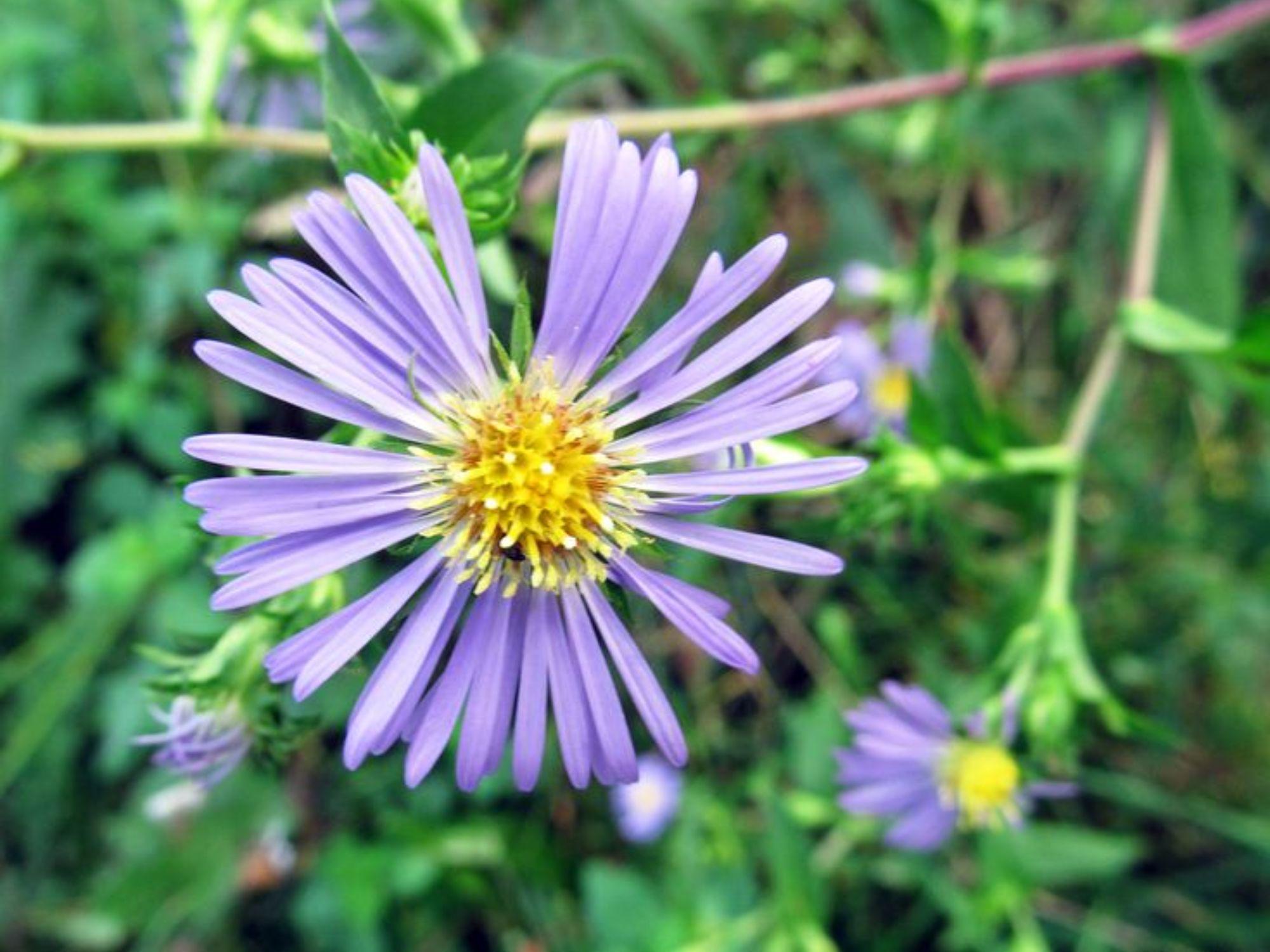 Swamp Aster Seeds, Native Wildflower, Pollinator Plant for Wet Areas, Rain Gardens, Symphyotrichum puniceum, 350 Seeds