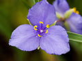Western Spiderwort Seeds – 100 Native Wildflower Seeds – Drought-Tolerant Pollinator Plant – Tradescantia occidentalis