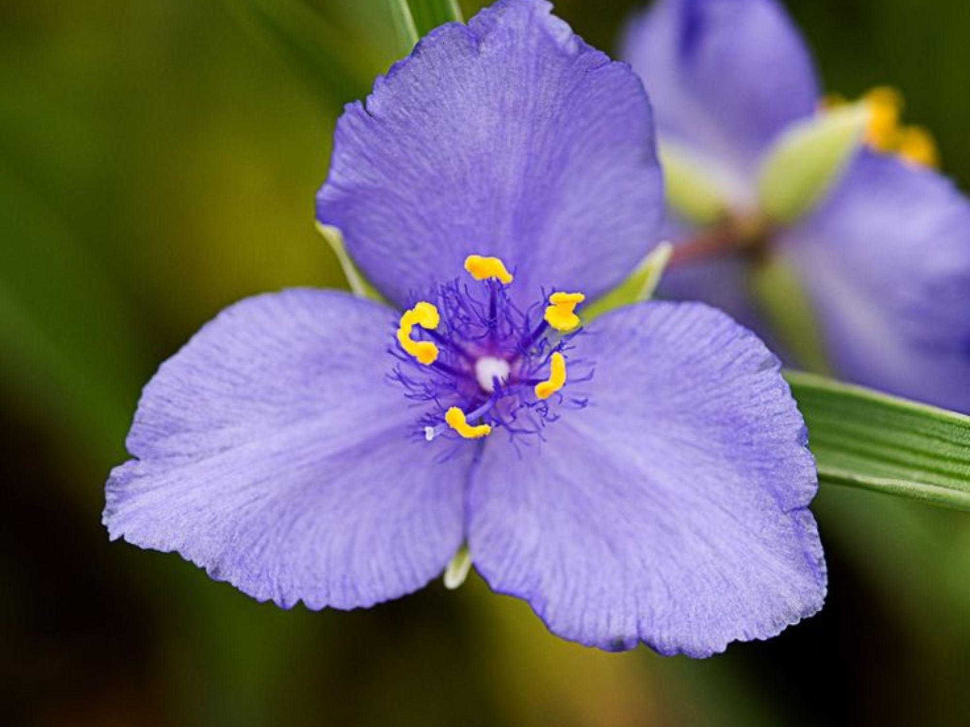 Western Spiderwort Seeds – 100 Native Wildflower Seeds – Drought-Tolerant Pollinator Plant – Tradescantia occidentalis