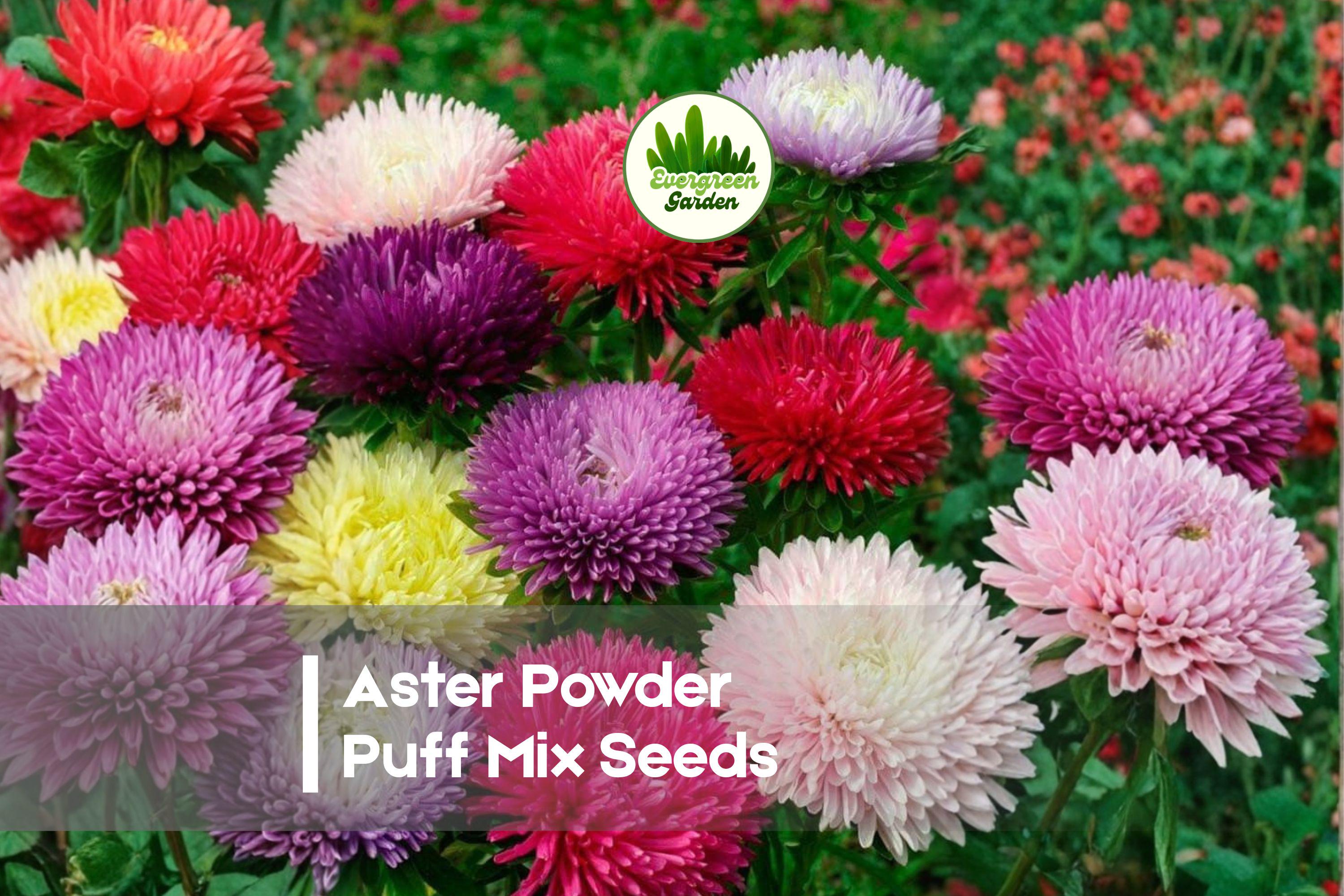 Aster Powder Puff Mix Seeds - 100 Pack, Vibrant Full Blooms, Callistephus chinensis, Annual Flower for Cut Flowers & Borders