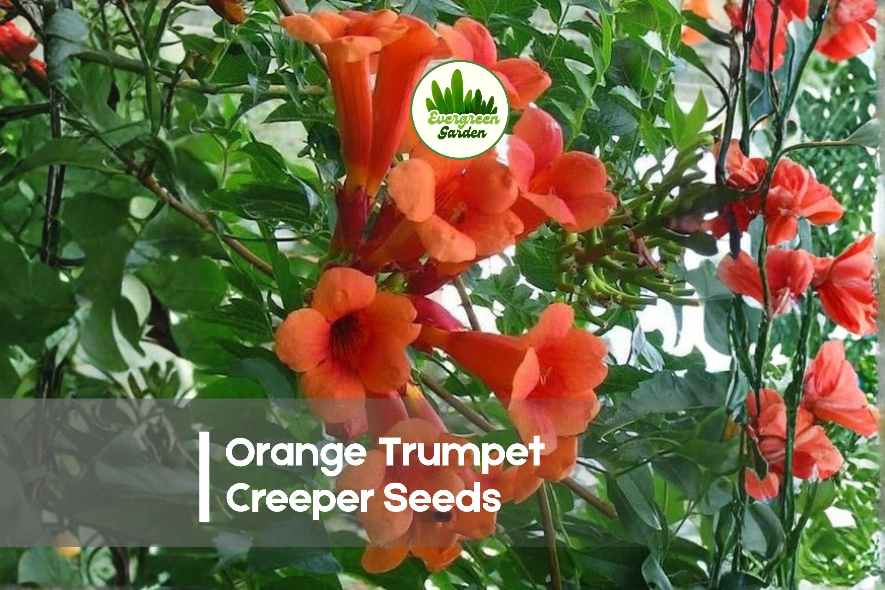 25 Orange Trumpet Creeper Seeds - Vibrant Campsis radicans Climbing Vine for Trellises, Fences & Wildlife Gardens