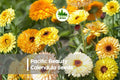 250 Pacific Beauty Calendula Seeds - Bright Gold & Orange Annual Flower for Borders, Pollinator Gardens & Cut Flowers