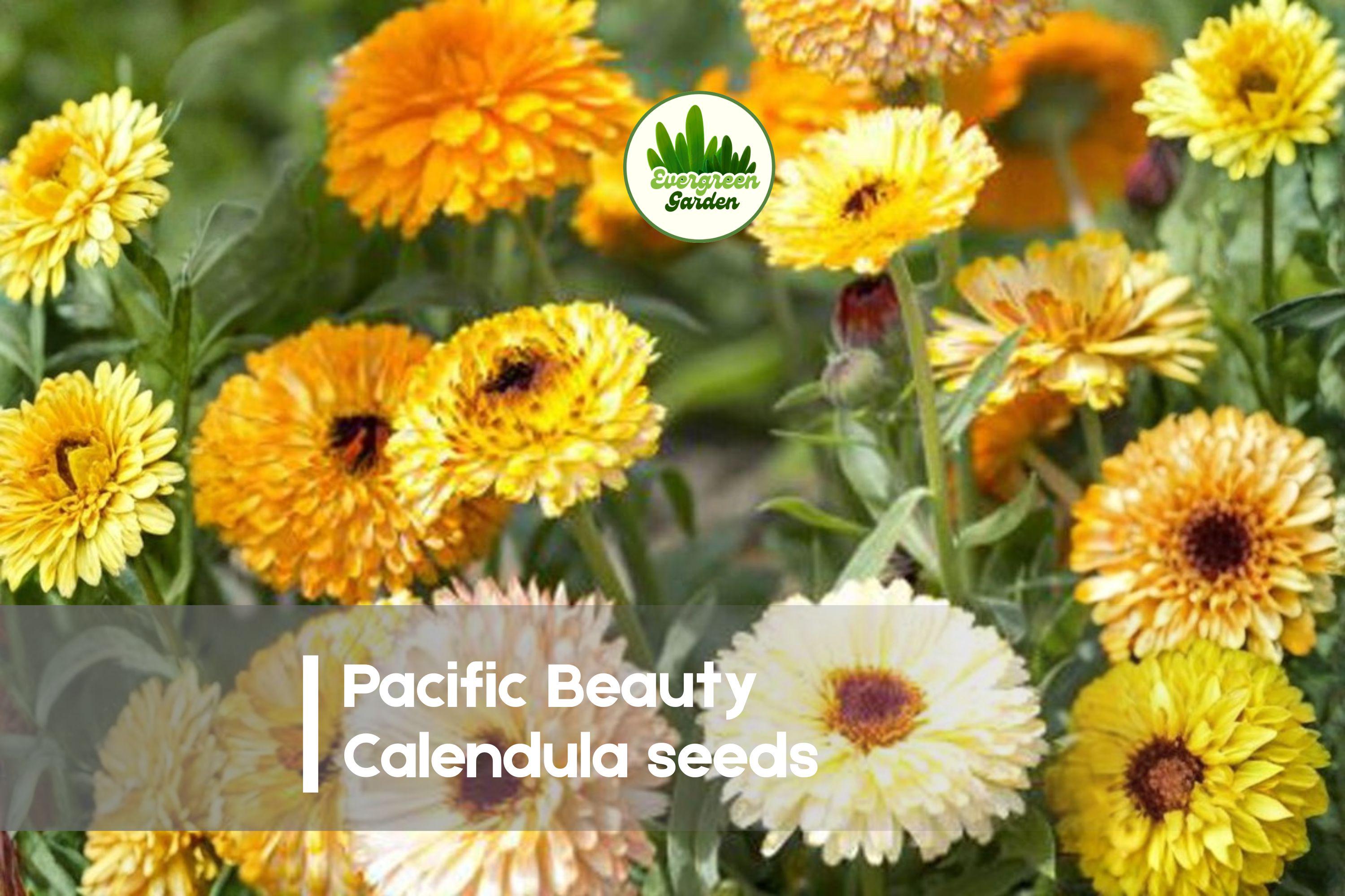 250 Pacific Beauty Calendula Seeds - Bright Gold & Orange Annual Flower for Borders, Pollinator Gardens & Cut Flowers