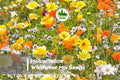 Wildflower Seed Mix - Mellow Yellow All-Yellow Blooming Blend - Mixed Species for Pollinator Gardens