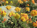 Eriogonum umbellatum Sulfurflower Seeds | Native Perennial Drought-Tolerant Pollinator Plant