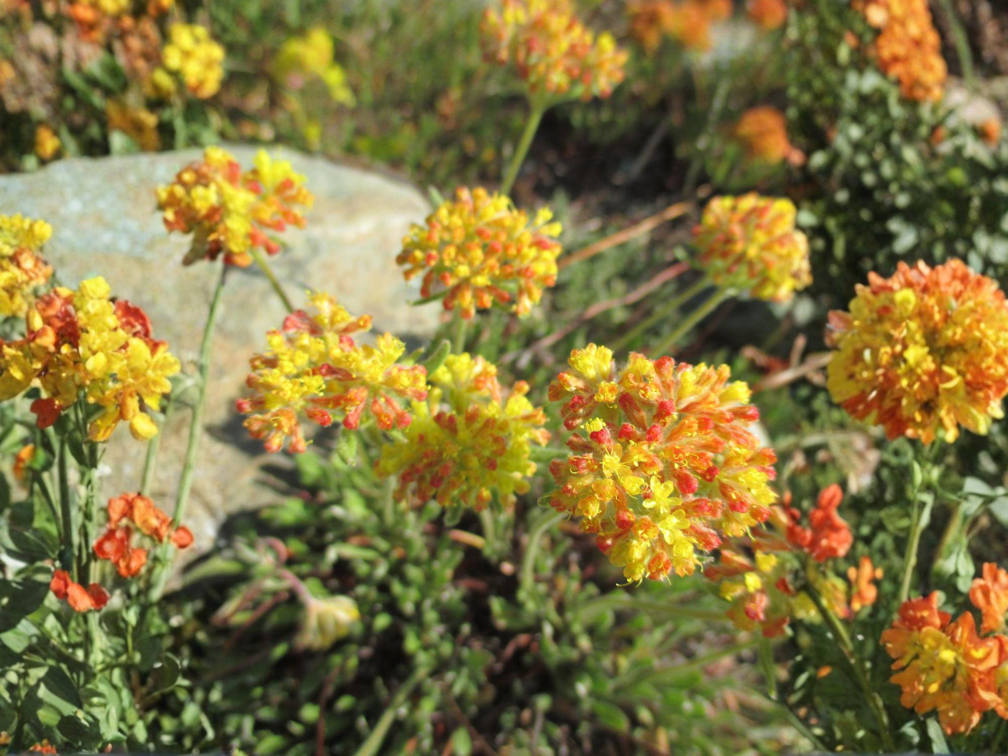 Eriogonum umbellatum Sulfurflower Seeds | Native Perennial Drought-Tolerant Pollinator Plant