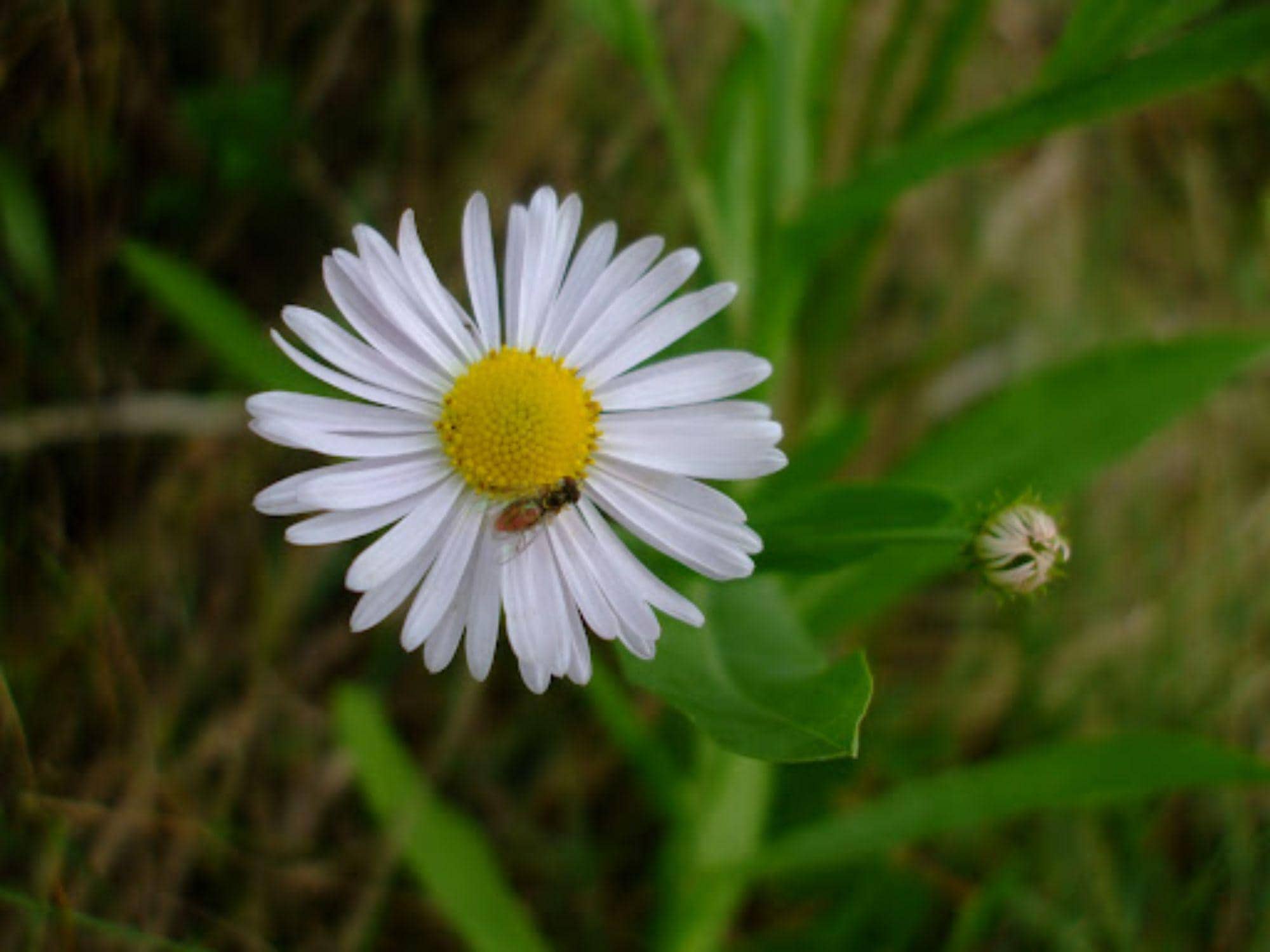 Boltonia decurrens Seeds – Native Perennial Wildflower for Pollinators – Decurrent False Aster – 500 Seeds