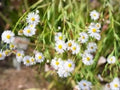 Boltonia decurrens Seeds – Decurrent False Aster Native Wildflower for Pollinator Gardens & Restoration – 500 Seeds