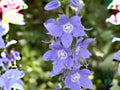 Campanula Americana Seeds – Tall Wild Bellflower – Native Perennial for Cottage Gardens & Pollinator Gardens