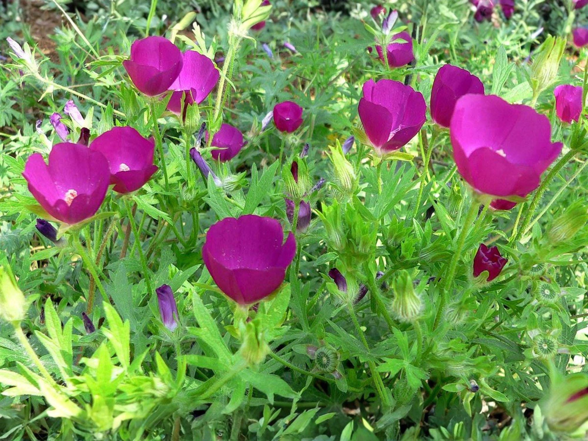 Purple Poppy Mallow Seeds – Callirhoe involucrata Native Wildflower, Drought Tolerant Perennial, Groundcover, Pollinator Plant
