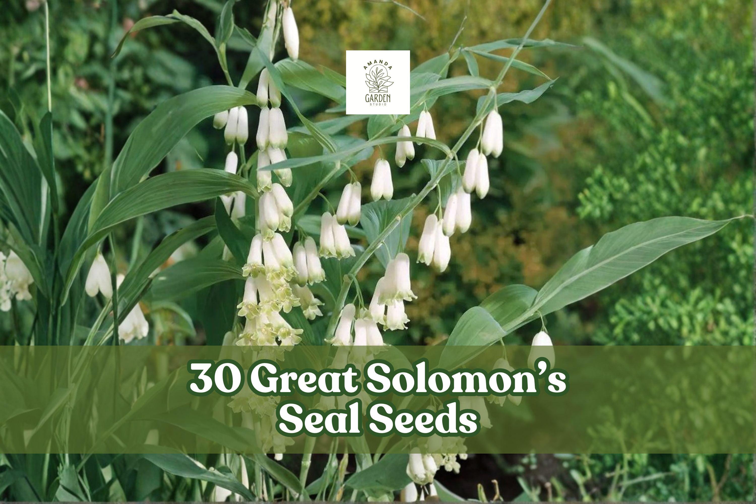 Great Solomon’s Seal Seeds – Native Woodland Perennial, Polygonatum biflorum, Shade Garden, Organic, 30 Seeds