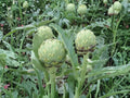 Artichoke Green Globe Seeds – Heirloom Perennial Vegetable for Gourmet Cooking & Ornamental Gardens