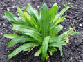 Culantro Ngo Gai Seeds | Vietnamese Recao Herb | Tropical Culinary Herb | Eryngium foetidum | 100 Seeds