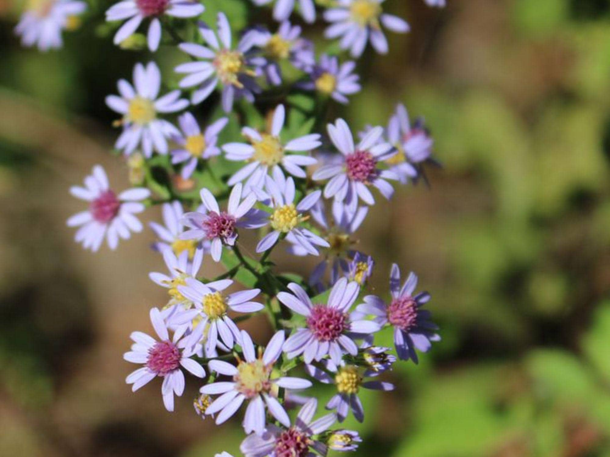 Heart-leaved Aster Seeds 500 Native Wildflower Pollinator Plant Symphyotrichum cordifolium Shade-Tolerant