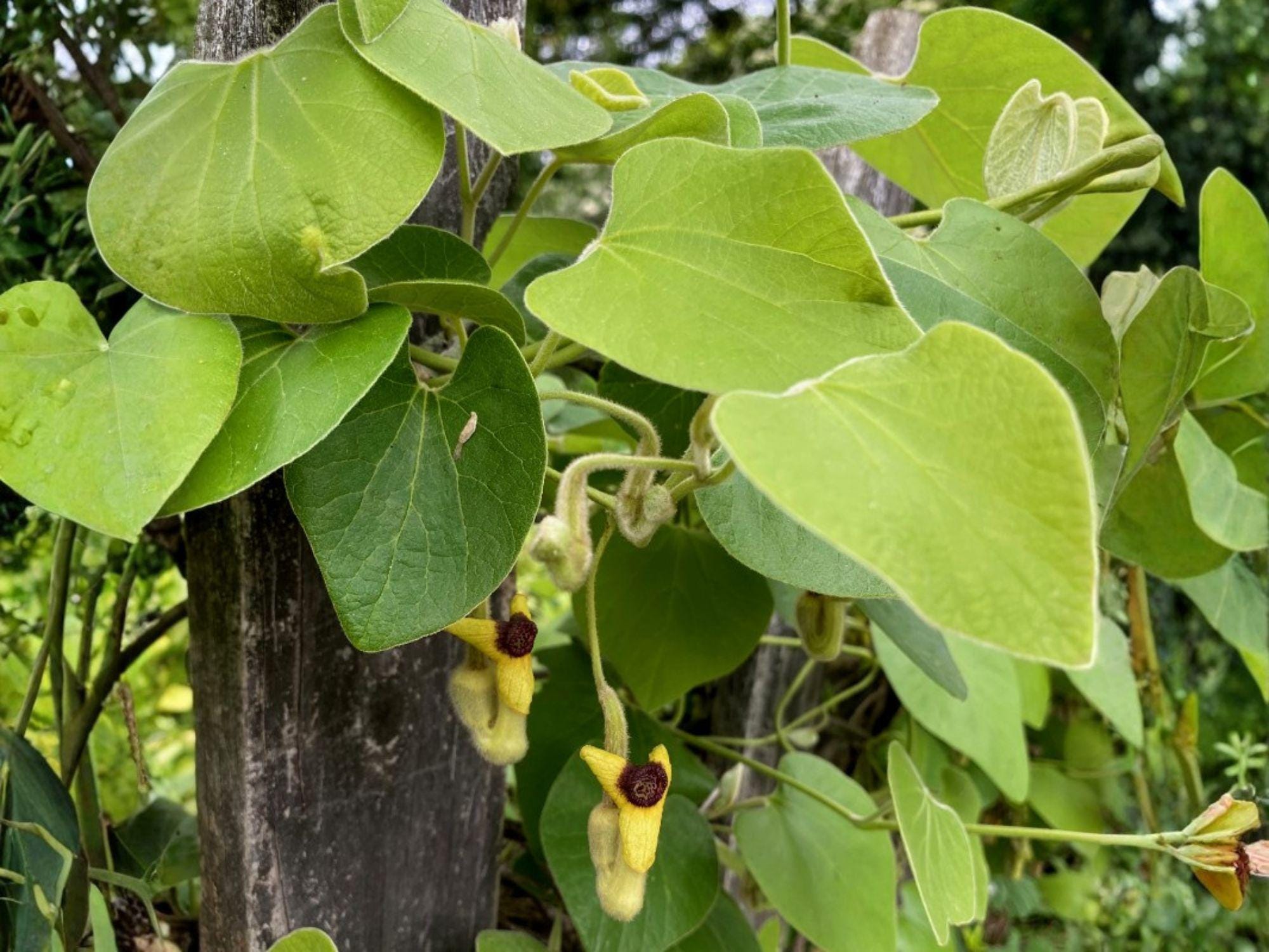 Dutchman's Pipevine Seeds | Aristolochia tomentosa Native Butterfly Host Plant for Pollinator Gardens