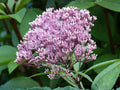 Eutrochium fistulosum Seeds | Hollow Joe Pye Weed Native Perennial Wildflower | Pollinator Plant | 100 Seeds