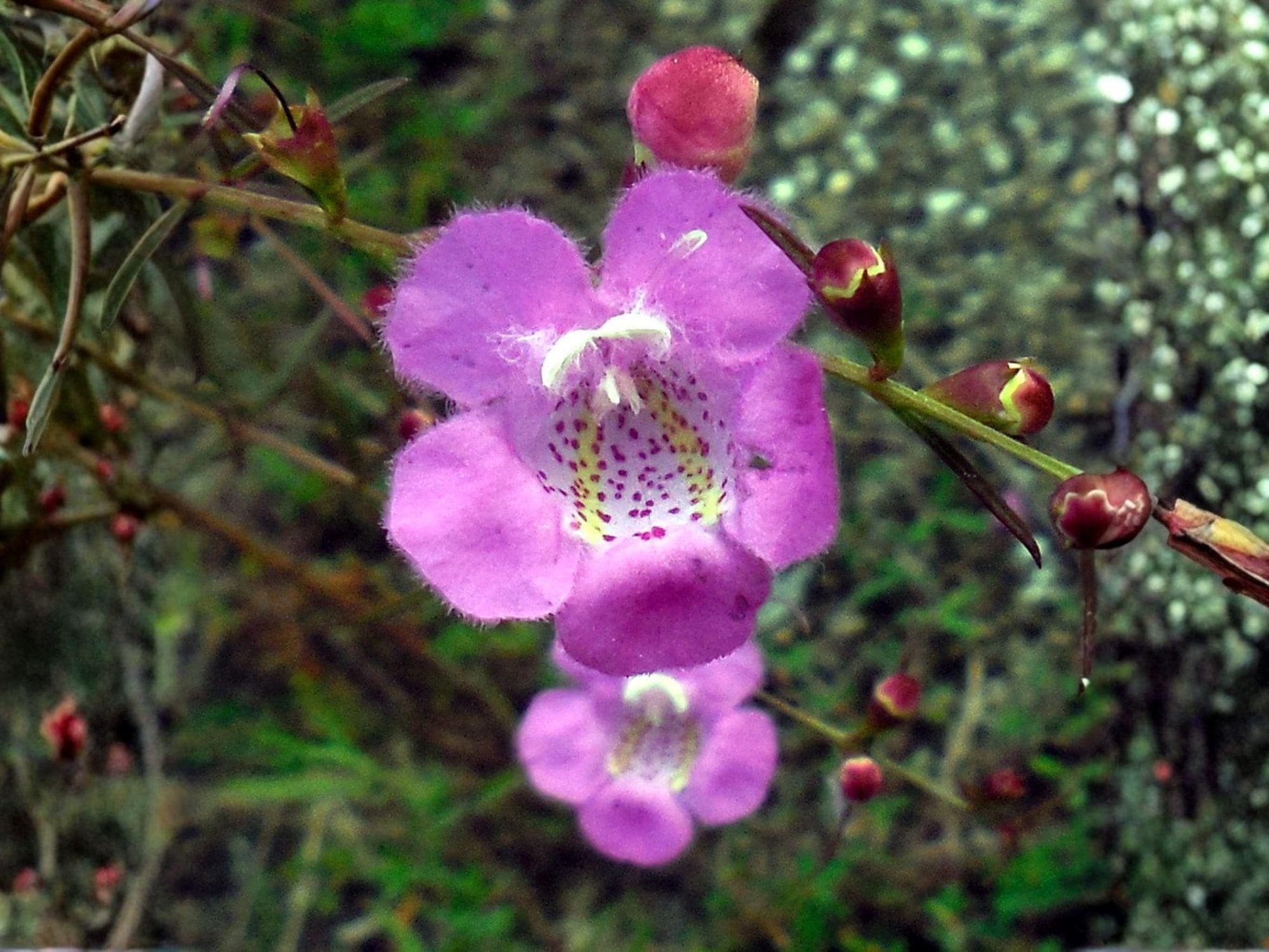 Agalinis tenuifolia Seeds | Slender False Foxglove Wildflower | Native Pollinator Plant | Meadow & Prairie Flower | 250 Seeds