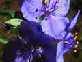 Prairie Spiderwort Seeds – 150 Native Wildflower Seeds for Drought-Tolerant Pollinator Gardens (Tradescantia bracteata)