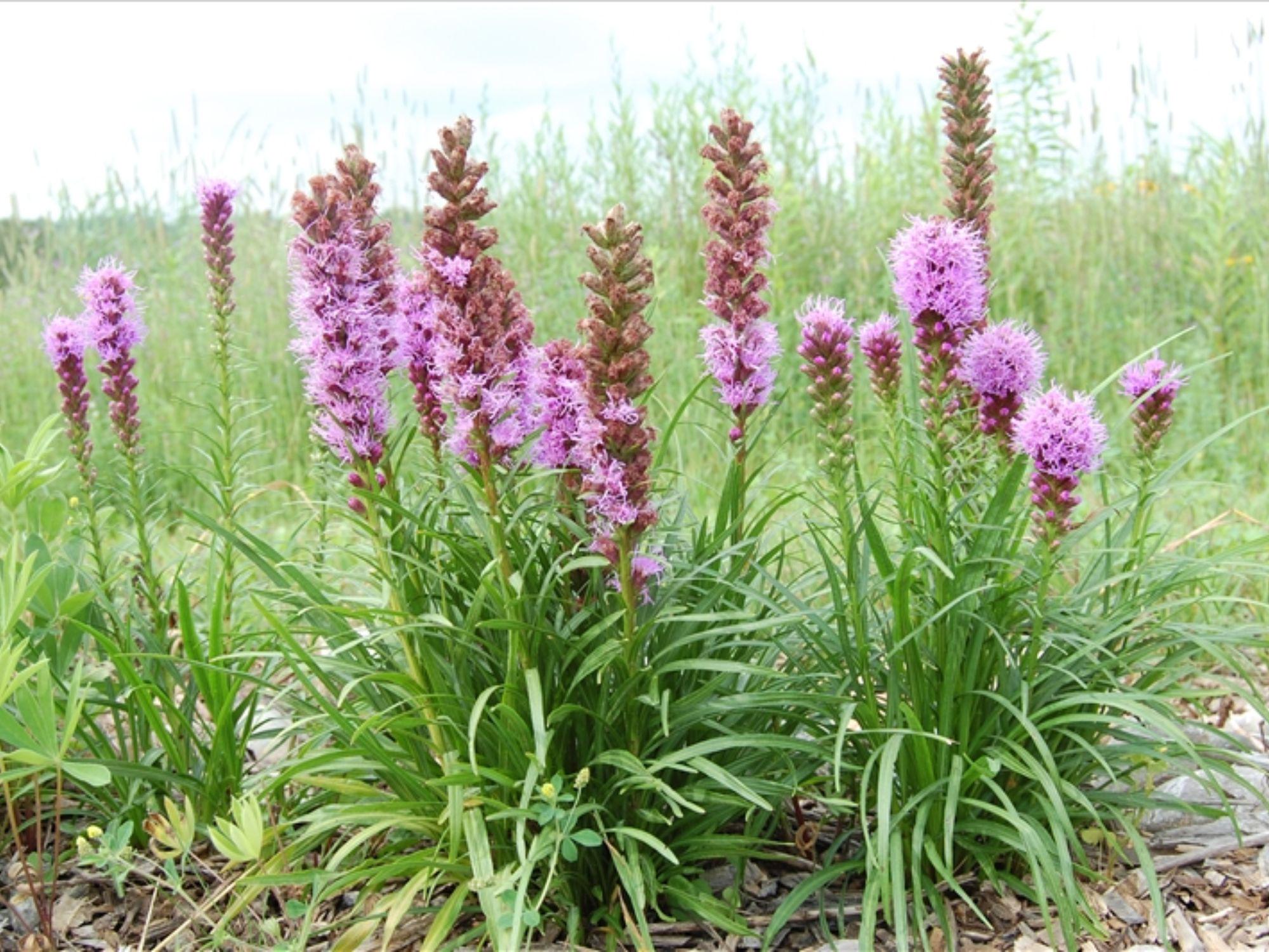 Water Dock Seeds | Native Wetland Perennial Rumex orbiculatus for Rain Gardens & Erosion Control