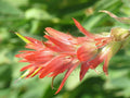 Giant Red Paintbrush Seeds (Castilleja miniata) – 100 Native Wildflower Seeds for Pollinator Gardens & Mountain Meadows