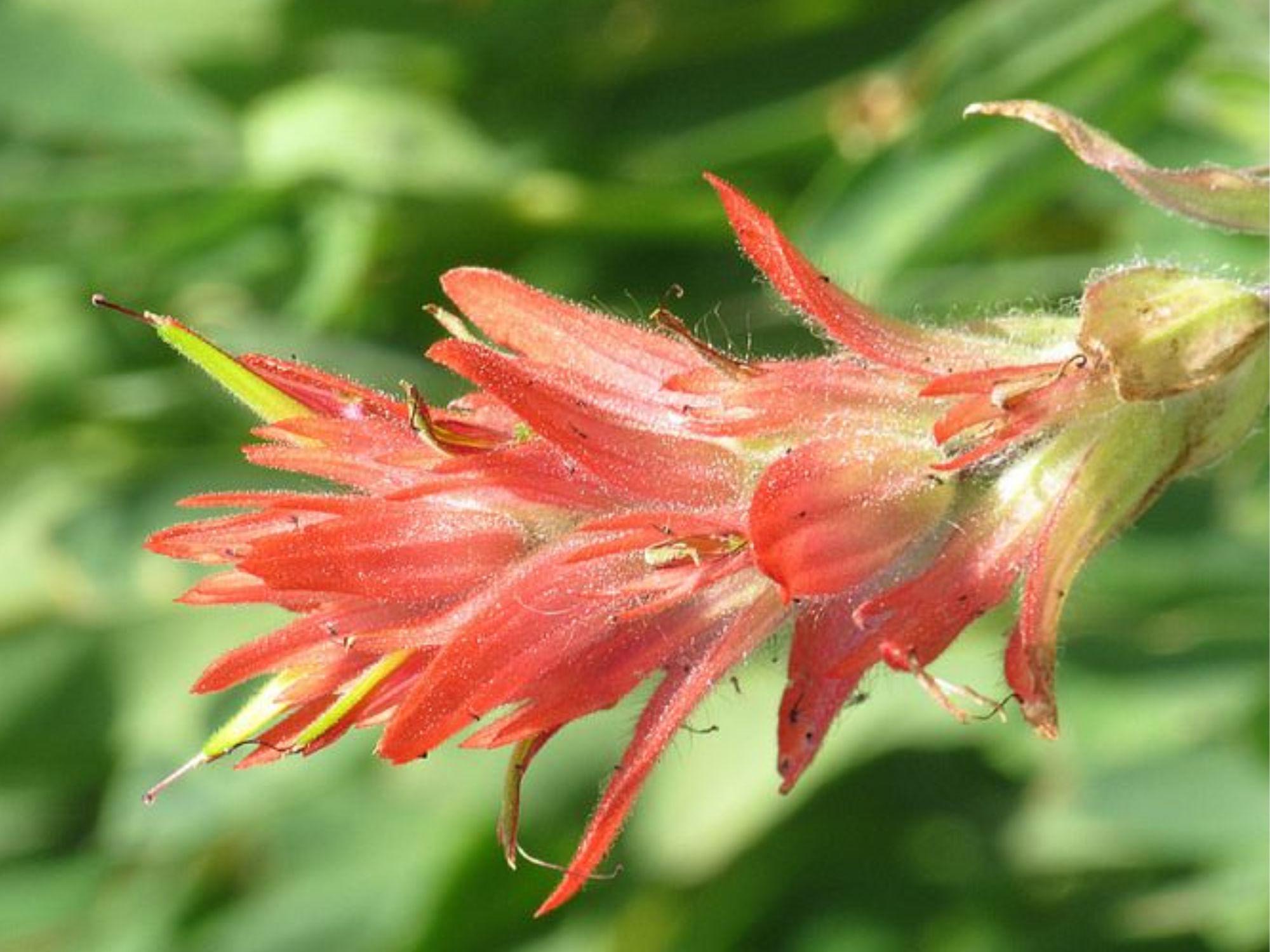 Giant Red Paintbrush Seeds (Castilleja miniata) – 100 Native Wildflower Seeds for Pollinator Gardens & Mountain Meadows
