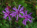 Tall Ironweed Seeds – Native Wildflower, Butterfly & Pollinator Plant, Vernonia angustifolia, 100 Seeds