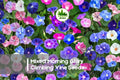 150 Mixed Color Morning Glory Seeds – Fast-Growing Climbing Vine for Fences, Trellises & Vertical Gardens | Ipomoea spp.