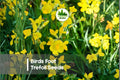 500 Birds Foot Trefoil Seeds | Fast-Growing Ground Cover | Bright Yellow Flowers | Lotus corniculatus